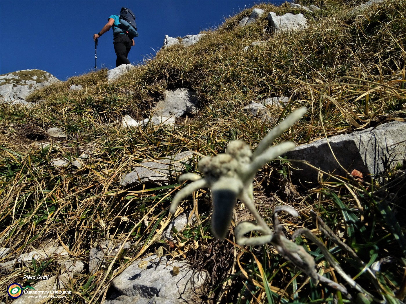 34 Salendo in cresta per Cima Menna con stella alpina .JPG